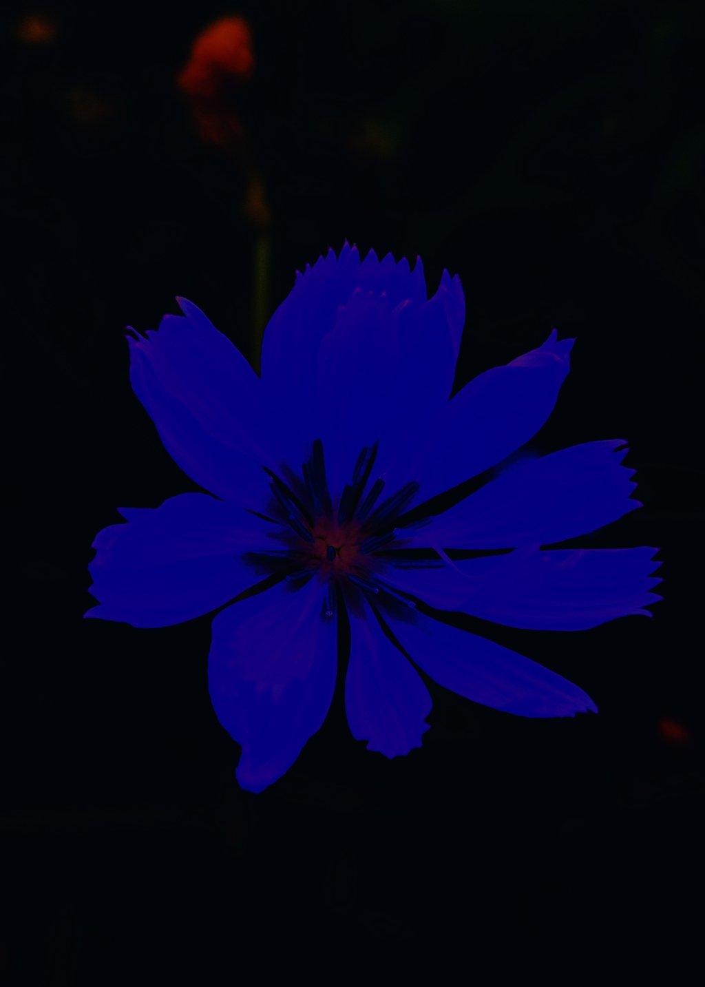 Flower Silhouette